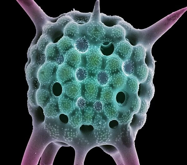 Radiolarian planktonic protozoan, SEM