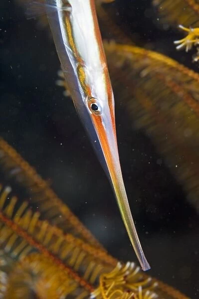 Razorfish (Aeoliscus strigatus). This fish, which is found in tropical waters