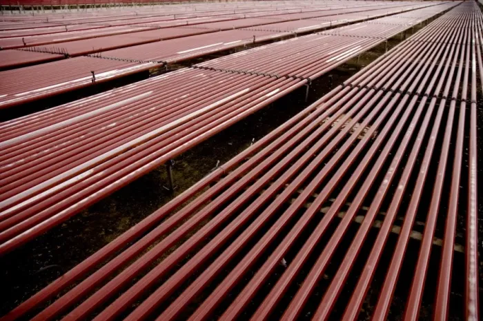 Framed Print : Red Algae Farming Print Framed Print : Red Algae Farming Print