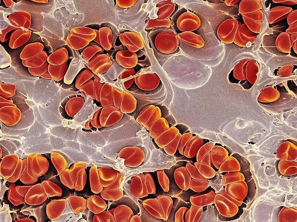 Red blood cells embedded in tissue