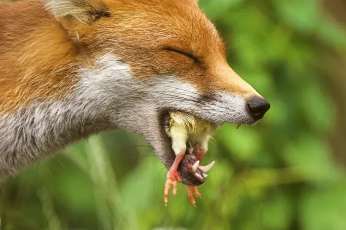 Framed Print : Red fox eating a chick Print Framed Print : Red fox eating a chick Print