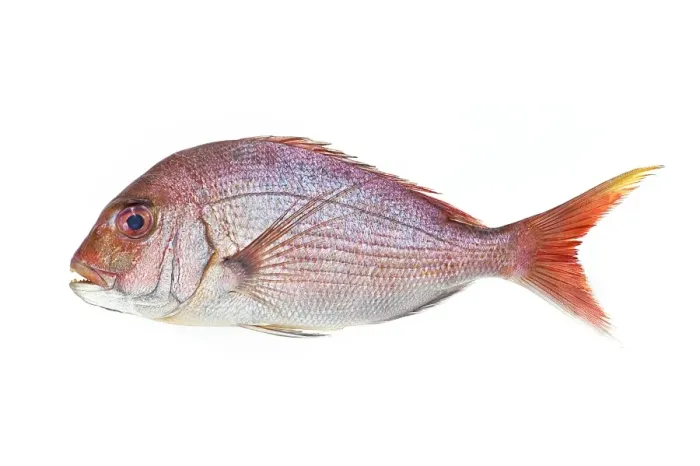 Framed Print : Red Sea Bream Print Framed Print : Red Sea Bream Print