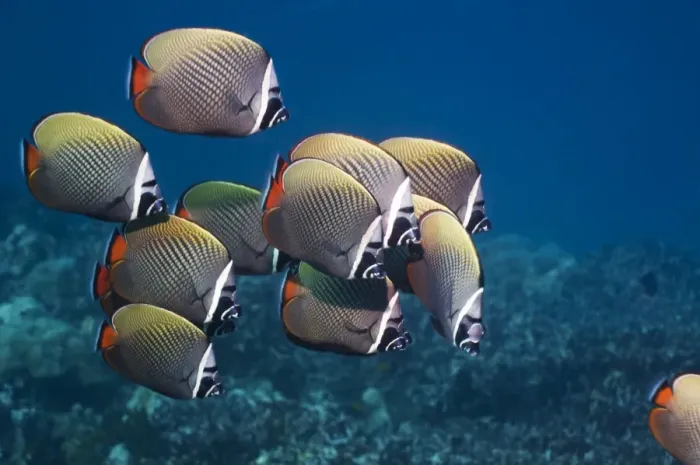 Framed Print : Redtail butterflyfish Print over a reef Framed Print : Redtail butterflyfish Print over a reef