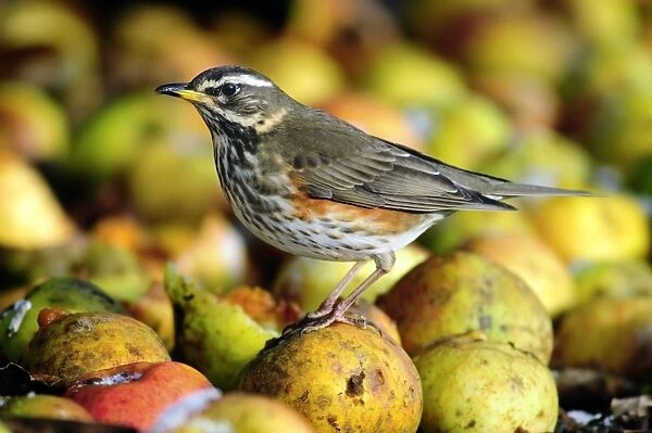 Redwing eating windfall apples in Winter in Dorset, UK