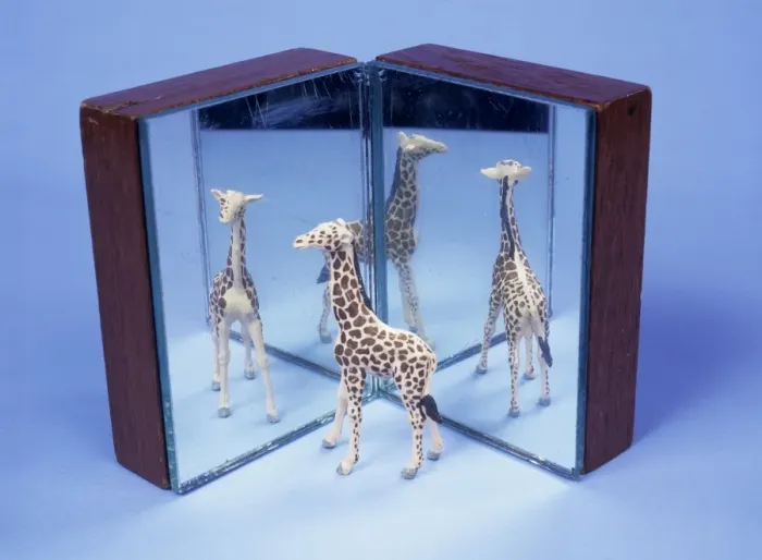 Framed Print : Model Giraffe Print: Reflections in Two Mirrors Framed Print : Model Giraffe Print: Reflections in Two Mirrors