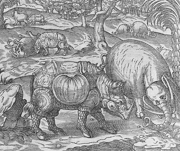 Rhinoceros and elephant, 16th century