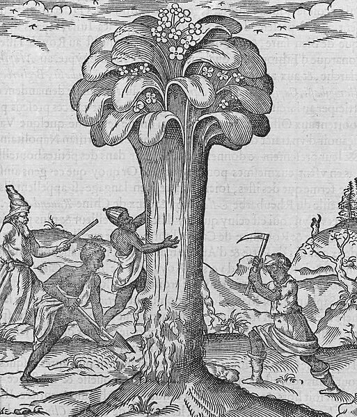 Rhubarb cultivation, 16th century
