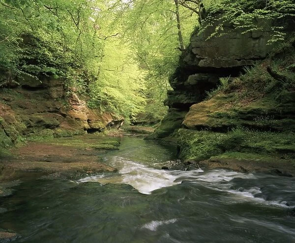 River flowing through a forest in summer