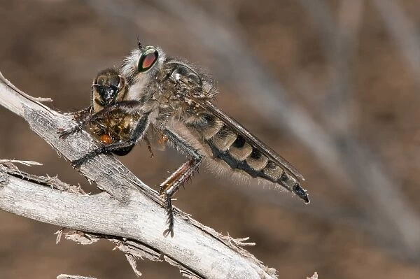 Robber fly and prey C016  /  4755