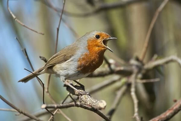 Robin singing in a tree