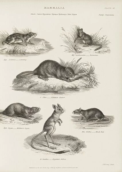 Rodents, 19th century C015  /  6095