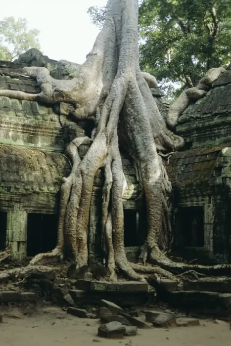 Framed Print : Roots of a kapok tree Print Framed Print : Roots of a kapok tree Print