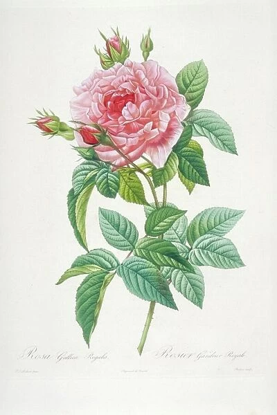 Rosa gallica regalis, 19th century C016  /  5305