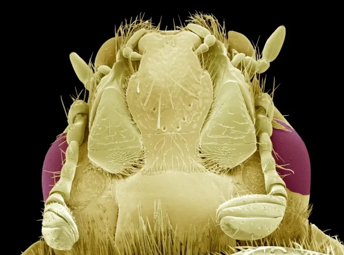 Framed Print : Rose Chafer Beetle Print, SEM image of underside Framed Print : Rose Chafer Beetle Print, SEM image of underside