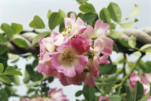 Roses. Flowers of the climbing rose (Rosa Kew Rambler )