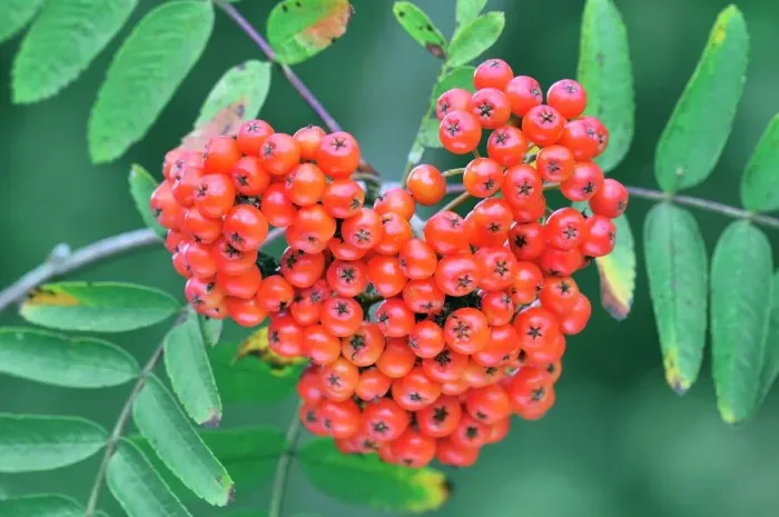 Framed Print : Rowan Berries Print Framed Print : Rowan Berries Print
