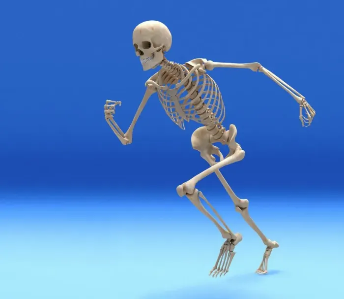 Framed Print : Skeleton in Body Outline Print Framed Print : Skeleton in Body Outline Print