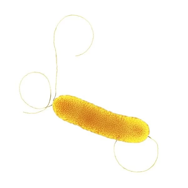 S. maltophilia bacterium, TEM