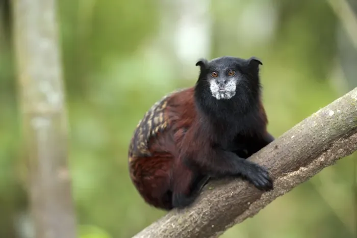 Framed Print : Saddle-back tamarin print, Amazon Rainforest scene Framed Print : Saddle-back tamarin print, Amazon Rainforest scene