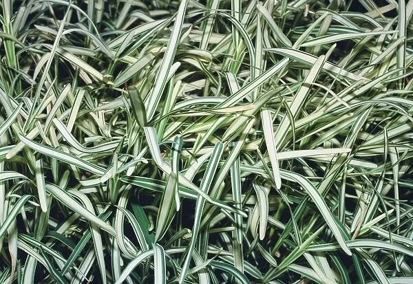 Saint Augustine grass (Stenotaphrum sp. )