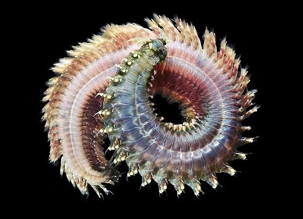 Sandworm (Nereis pellagica). Sandworms are marine annelid