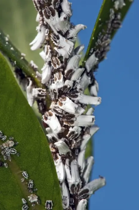 Framed Print : Scale insects on a plant Print Framed Print : Scale insects on a plant Print
