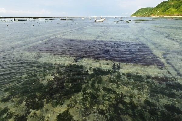 Seaweed farming, Bali