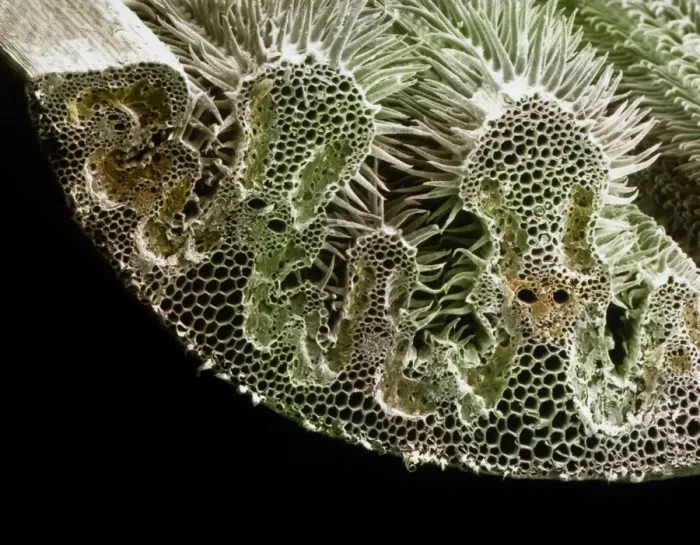 Framed Print : Section through Marram Grass Leaf Print Framed Print : Section through Marram Grass Leaf Print