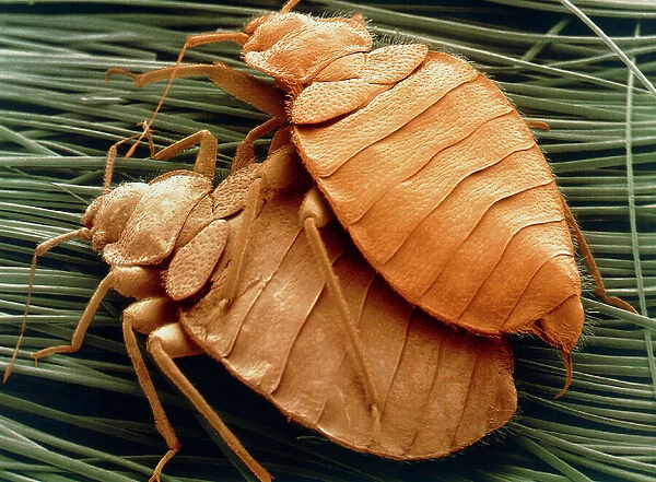 SEM of bed bugs