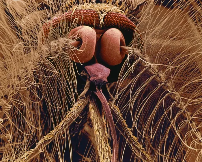 Framed Print : Coloured SEM Print of Mosquito Head Framed Print : Coloured SEM Print of Mosquito Head