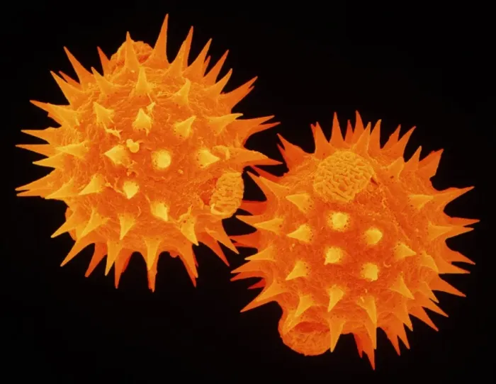 Framed Print : Daisy pollen SEM Print Framed Print : Daisy pollen SEM Print