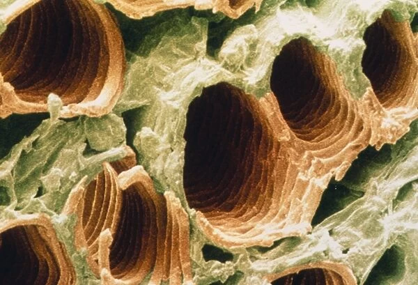 SEM of vascular tissue of tobacco leaf B745  /  0312