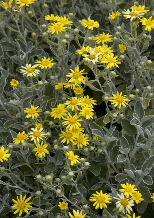 Framed Print : Senecio greyi Flowering Print Framed Print : Senecio greyi Flowering Print