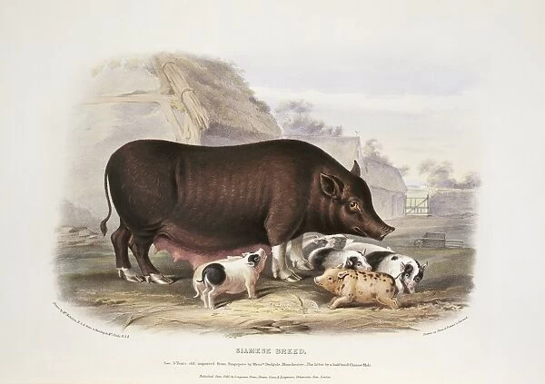 Siamese Pig, 19th century C013  /  6233