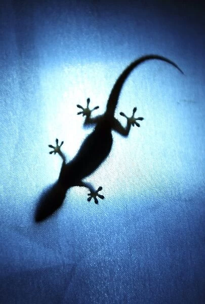 Silhouetted gecko