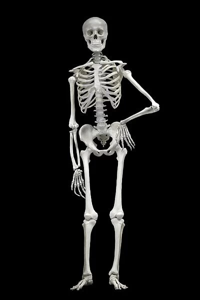 Skeleton. Model of a human skeleton