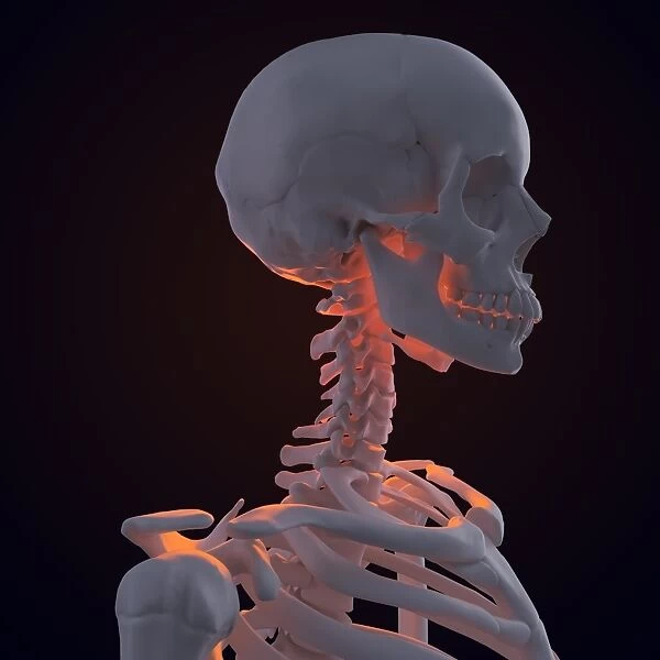 Skeleton, artwork