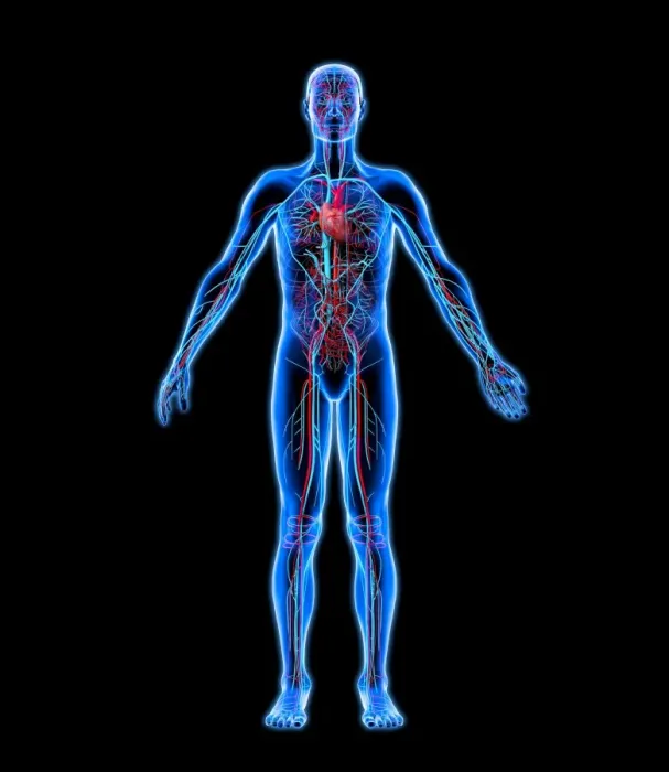 Framed Print : Lymphatic System Print: A Computer Artwork of the Human Body Framed Print : Lymphatic System Print: A Computer Artwork of the Human Body