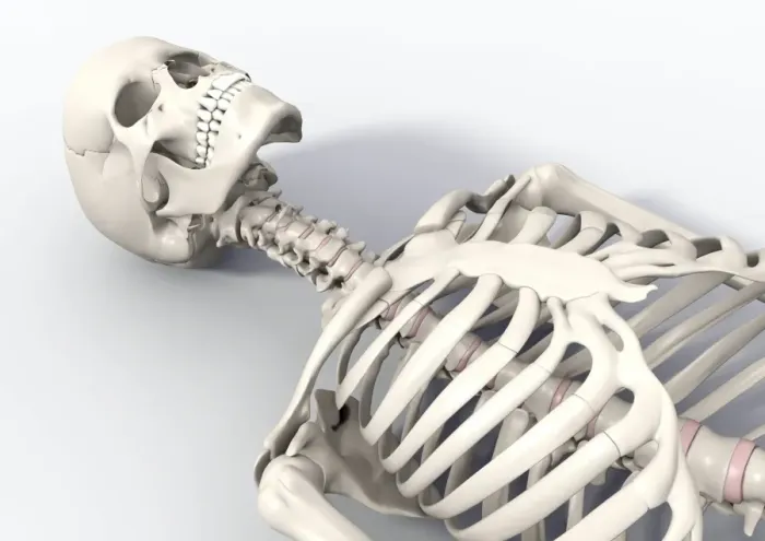 Framed Print : Human Skeleton Print lying Down Framed Print : Human Skeleton Print lying Down