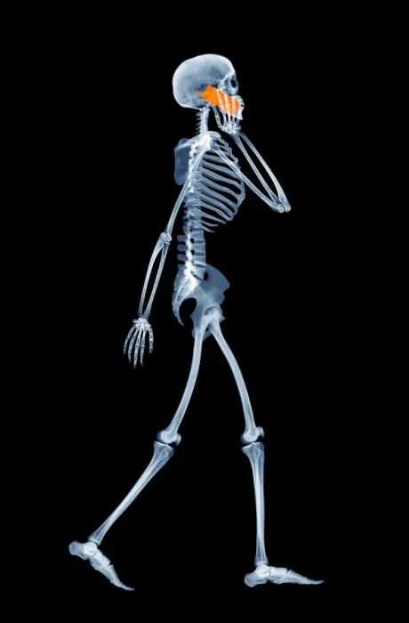 Framed Print : Mobile Phone X-ray of a Skeleton Print Framed Print : Mobile Phone X-ray of a Skeleton Print