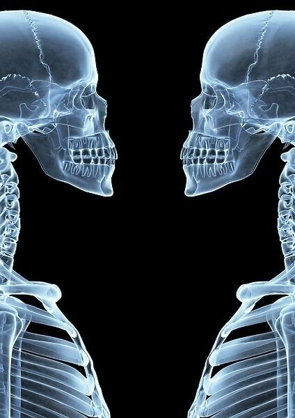 Skeletons, X-ray artwork