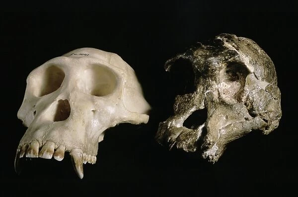 Skulls of A. africanus and a chimpanzee