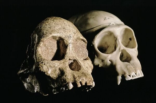 Skulls of Tuang child and a chimpanzee