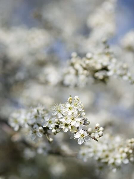 Sloe blossom (Prunus spinosa)