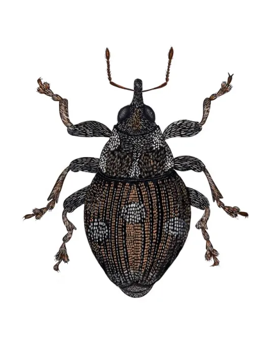 Framed Print : Small Nettle Weevil Print (2-3mm) Framed Print : Small Nettle Weevil Print (2-3mm)