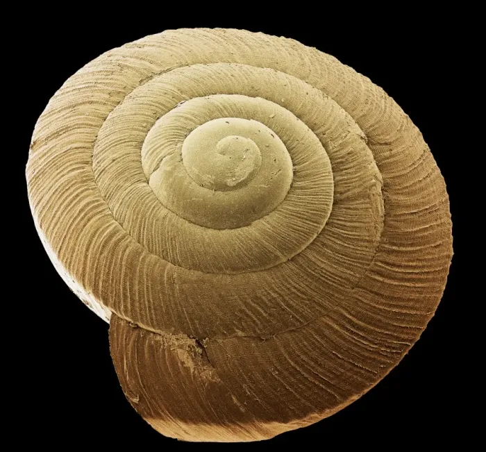 Framed Print : Print of a Snail Shell, SEM Framed Print : Print of a Snail Shell, SEM