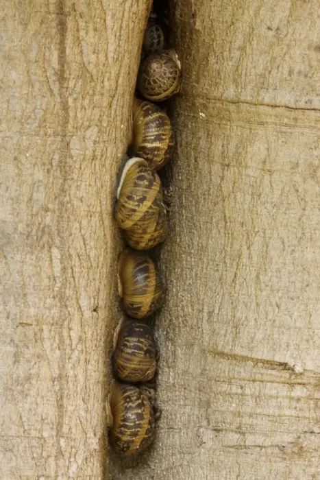 Framed Print : Snails in a tree trunk hollow Print Framed Print : Snails in a tree trunk hollow Print