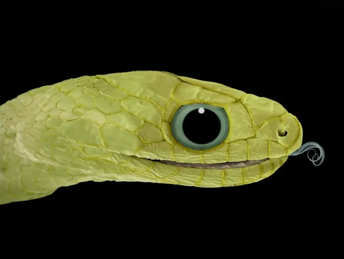 Framed Print : Coloured SEM Print of Snake Head Framed Print : Coloured SEM Print of Snake Head