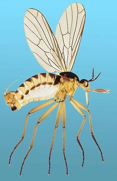 Snipe fly, light micrograph