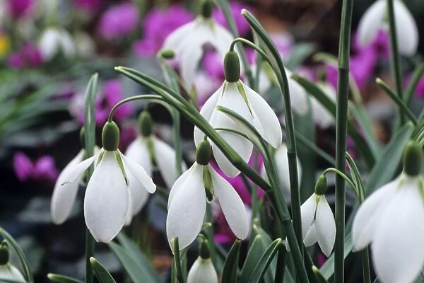 Snowdrop Oliver Wyatts Giant flowers